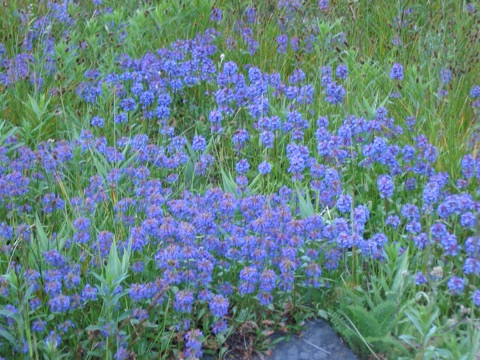 IMG_1485.JPG
