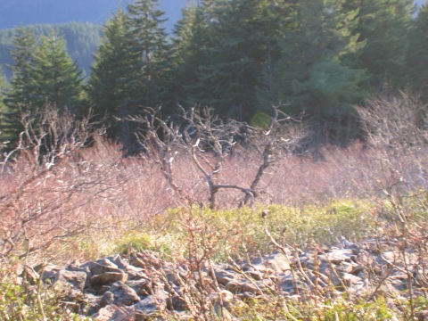 IMG_1236.JPG